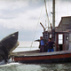 Image for article titled Jaws In Concert will wash ashore next summer